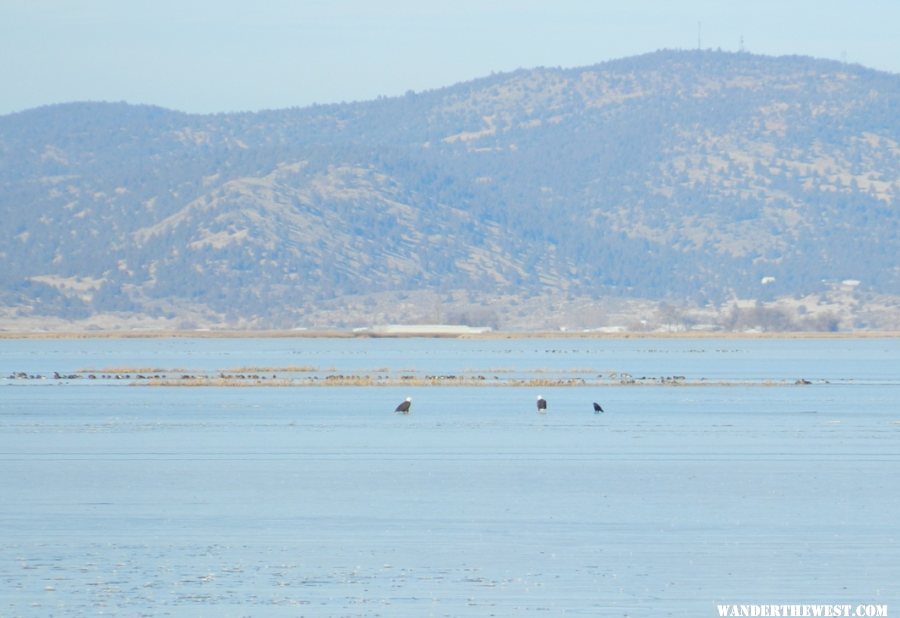 Two Bald Eagles and a Raven on frozen Tule Lake