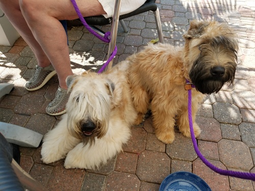 two of three Wheaten show dogs