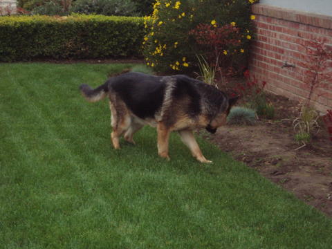 Tyson the conversion dog.