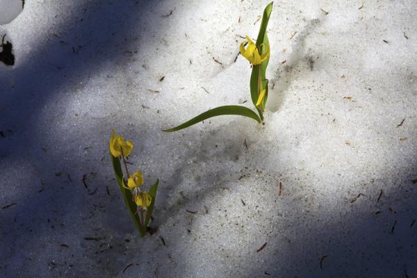 Uinta Mts. Early Bloom