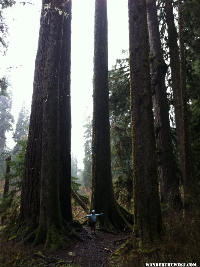 Valley of the Giants