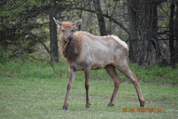 Visitor- Never know who (or what) will wander by