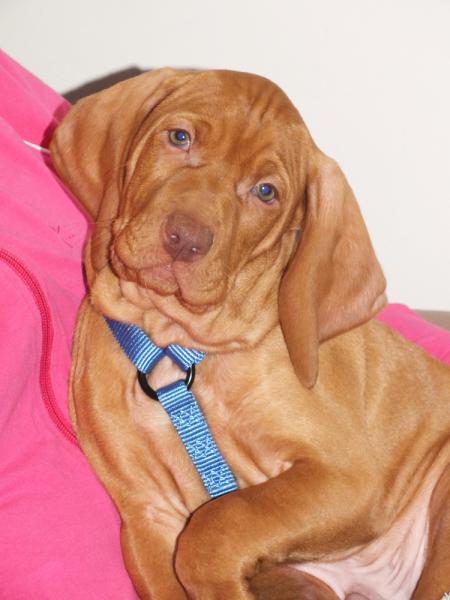 Vitus the Vizsla at 8 weeks.