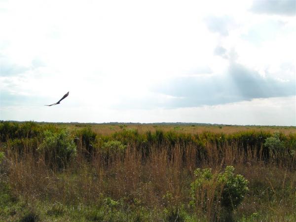 Vulture in Flight