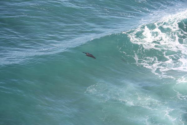 We didn't do the Sea Lions Caves tour but enjoyed watching them body surf from up above.