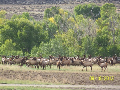 We saw thousands of Elk, Bears and Moose