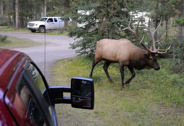 We watched this moose wander through our campsite from the (relative) safety of the bed of our pickup truck. He was totally unconcerned about us.