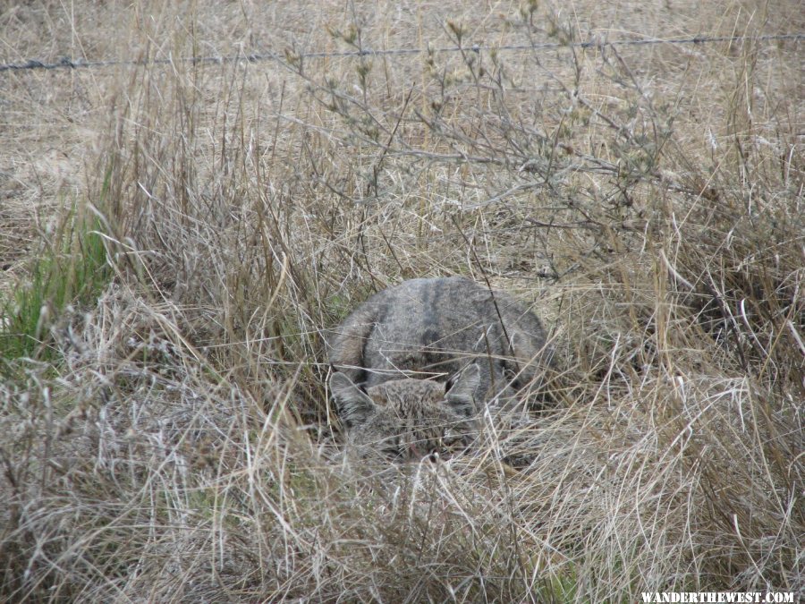 Weekend highlight - Bobcat in the wild.