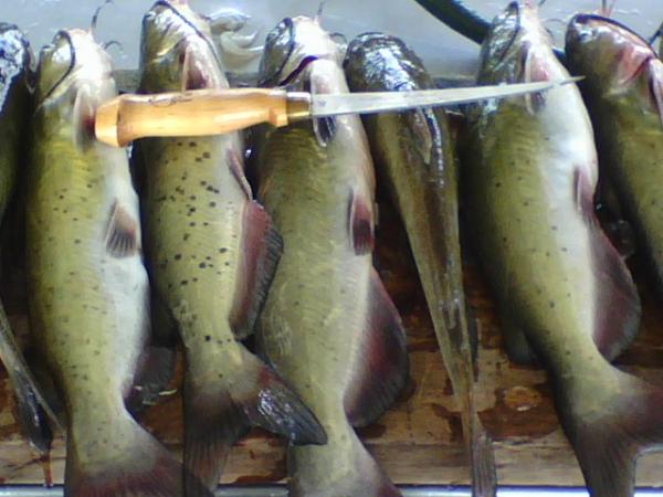 West Boggs Lake, Indiana catfish