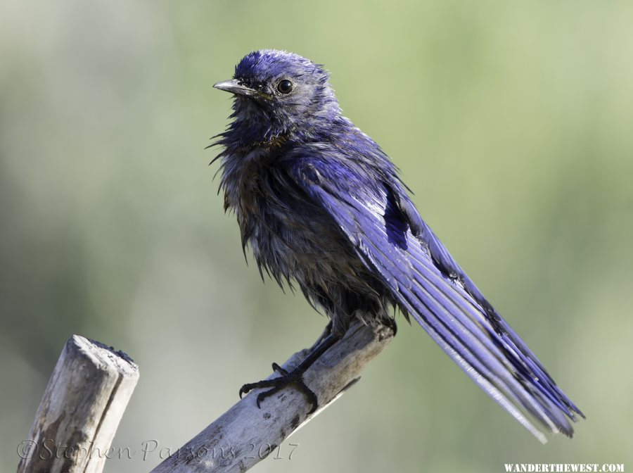 Western Bluebird DSC6434