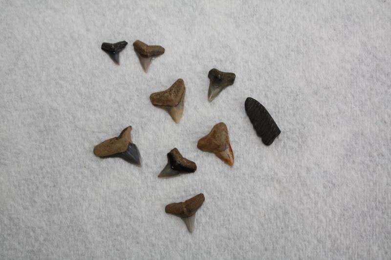 Westmoreland SP 2013 
Fossilized shark teeth from the Potomac River can be found on the beach at Virginia's Westmoreland State Park.