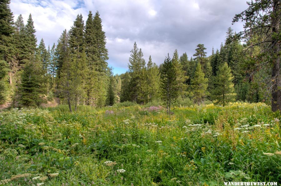 Wet Meadow at Cave Lake C.G.