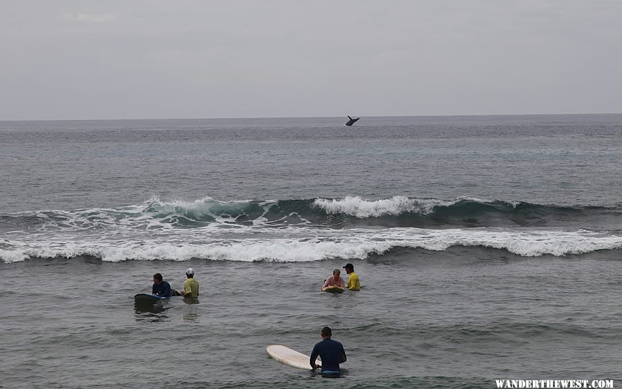 Whale Jumping - Poipu