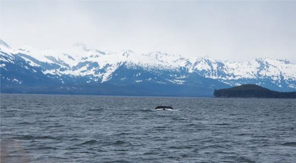 Whale tale outside of Juneau, Alaska.