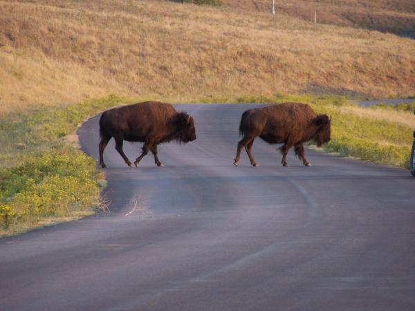 When they cross the road; you stop!