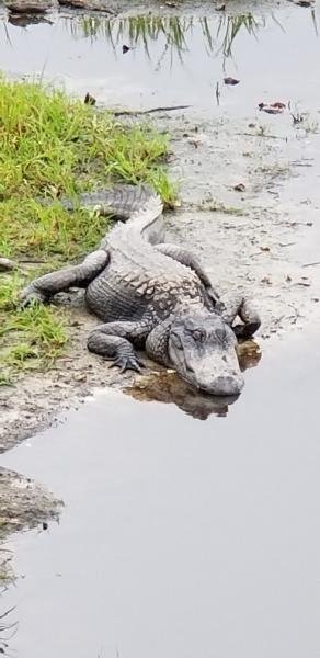 When you're lost in the Everglades and find this....