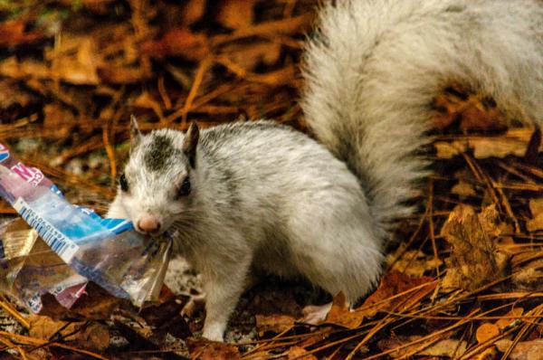 White squirrel - color variation of common gray squirrel.