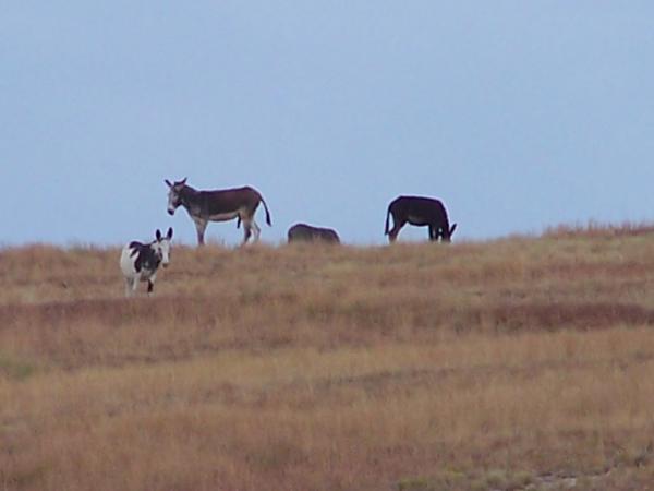 Wild burros on the wildlife loop drive