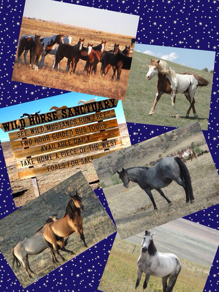 Wild horse sanctuary Hot Springs SD