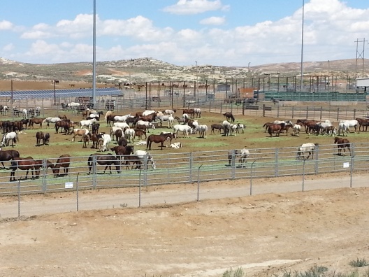 Wild mustang corrall in WY