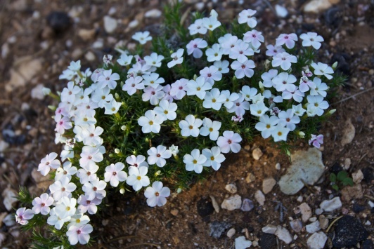 Wildflowers along the trail. North Rim, Grand Canyon