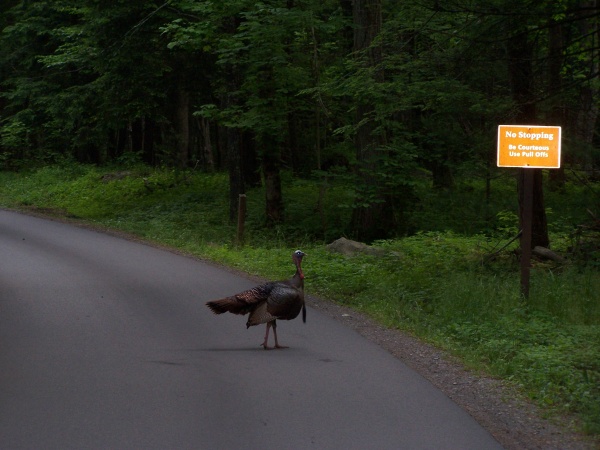 Wildlife loop at Cade's Cove near Gatlinburg, TN.  We had to break the law because this guy has the right of way.