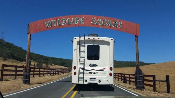 Wildlife safari in Winston, or
  Animals roam free