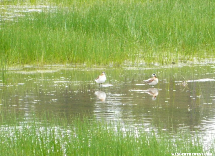 Wilson's Phalarope