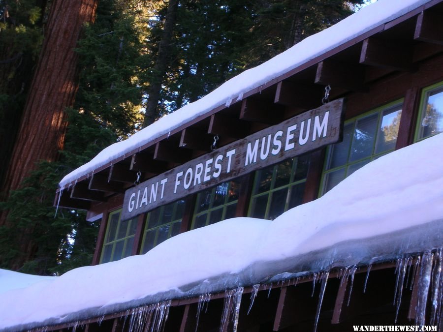 Winter in the giant forest