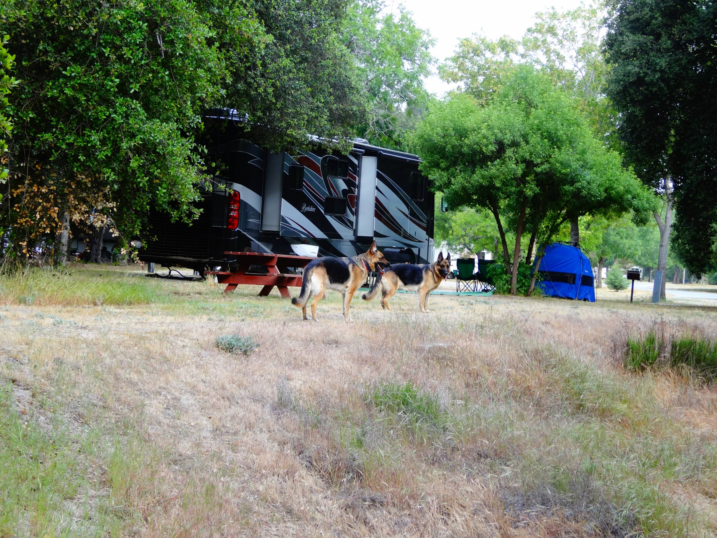 wolf pack returning to base camp