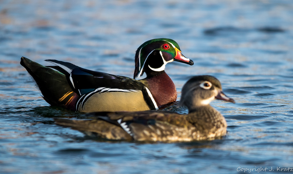 Wood Ducks