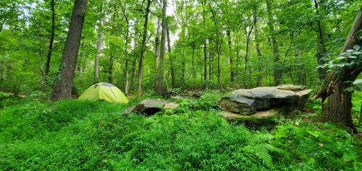 Wooded camping