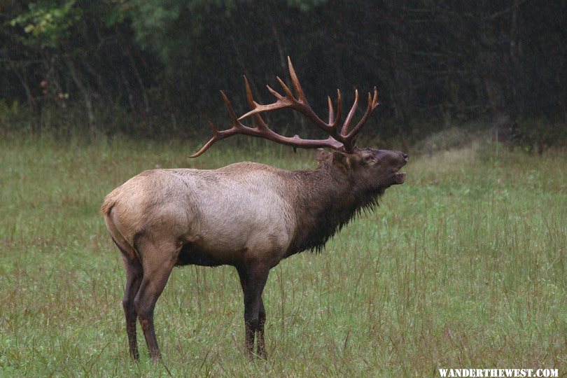 Woodland Elk in Smoky Mountain Nat'l Park