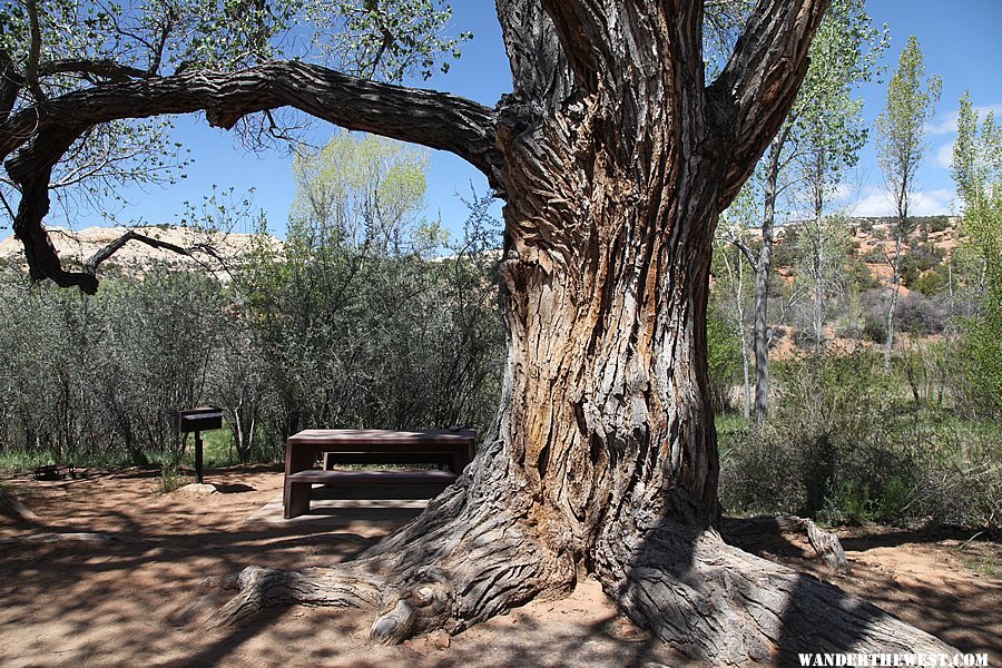 World's largest cottonwood tree - Deer Creek Campground