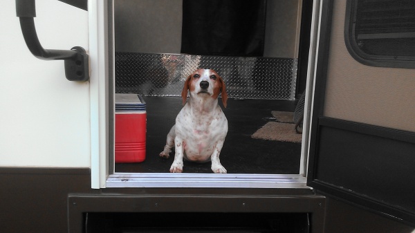 yapper didn't want to get out of the camper she loves camping.