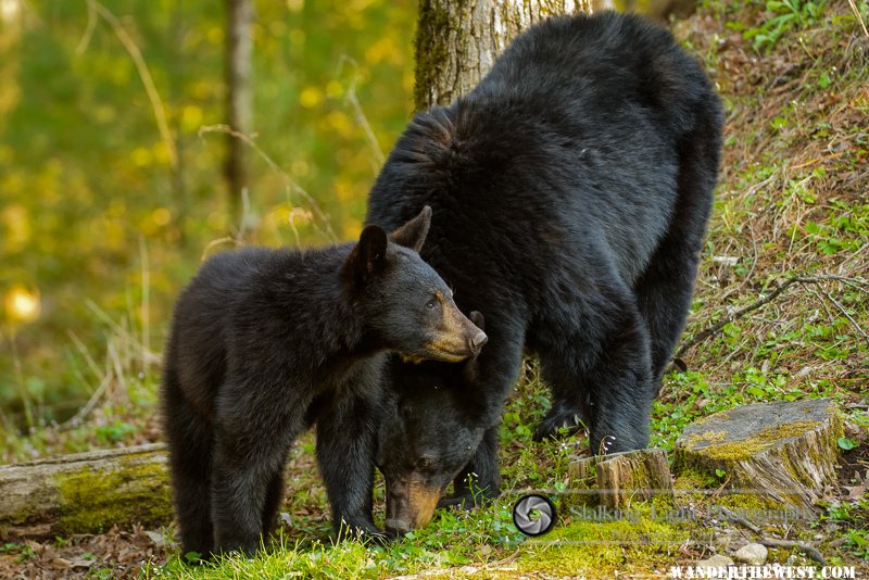 Yearling and Sow Black Bear