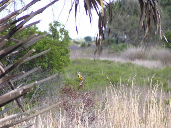 Yellow Bird Perched