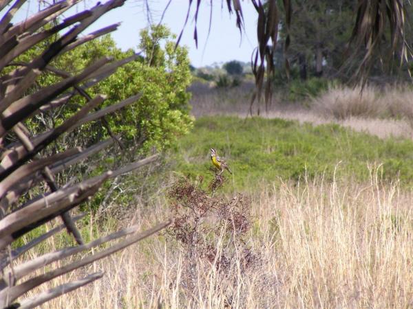 Yellow Bird Perched