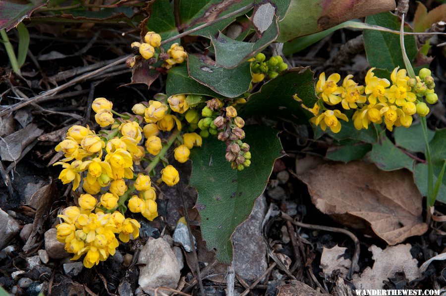 Yellow Flowers I