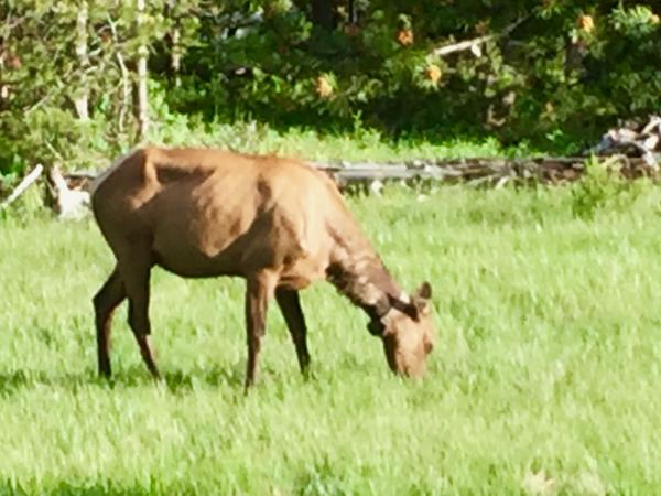 Yellowstone 2016