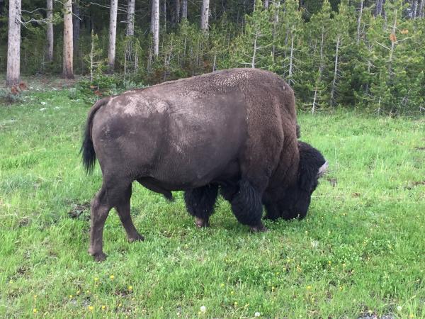 Yellowstone 2016