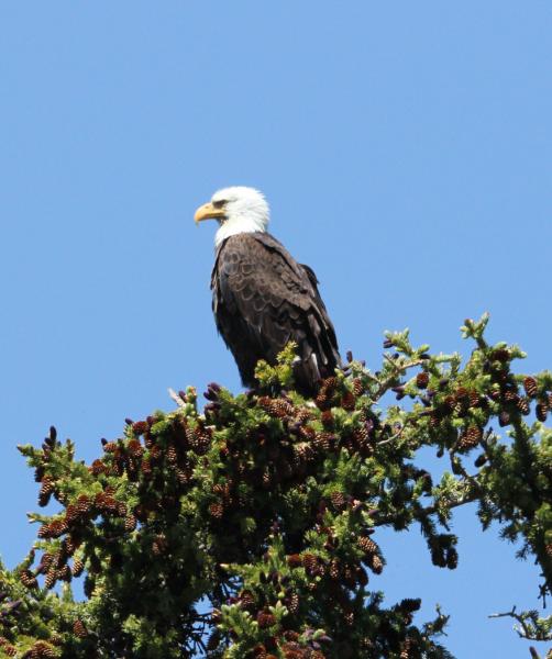 Yellowstone bald eagle