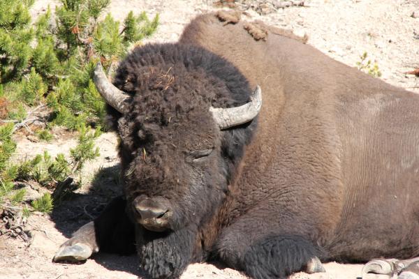 Yellowstone bison