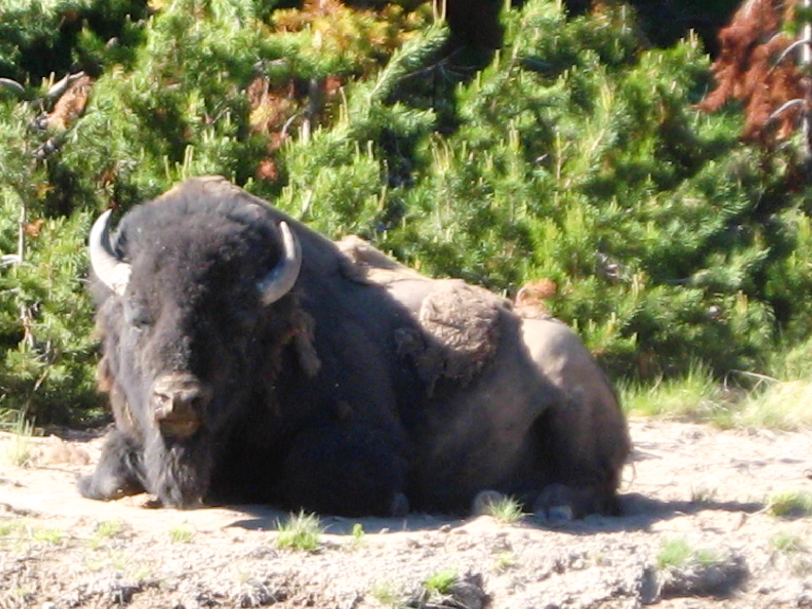 Yellowstone Vacation 2011