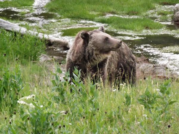 Yellowstone