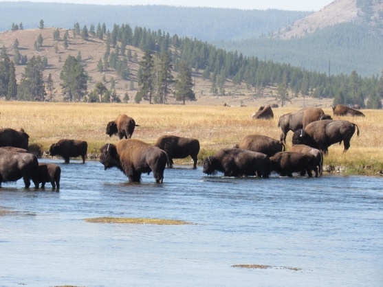 Yep they do have a few Bison in and around Yellowstone.