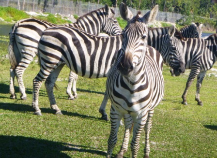 Zebras