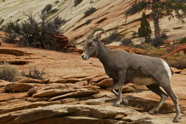 Zion NP