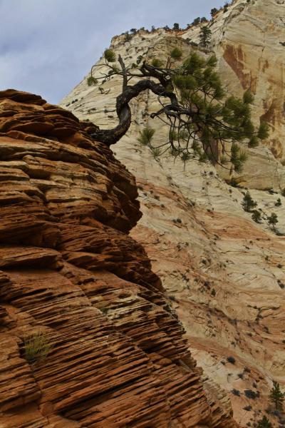 Zion NP