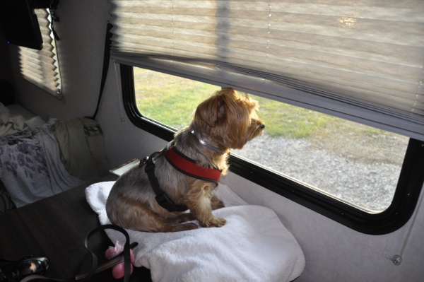 Zoe the camper dog